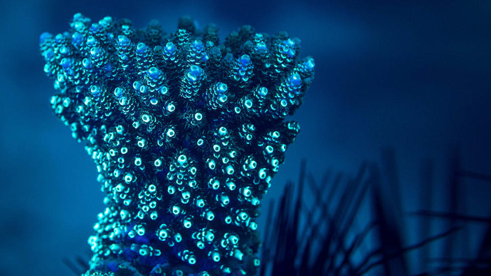 Colours of the Sea: A Light Show Under the Waves