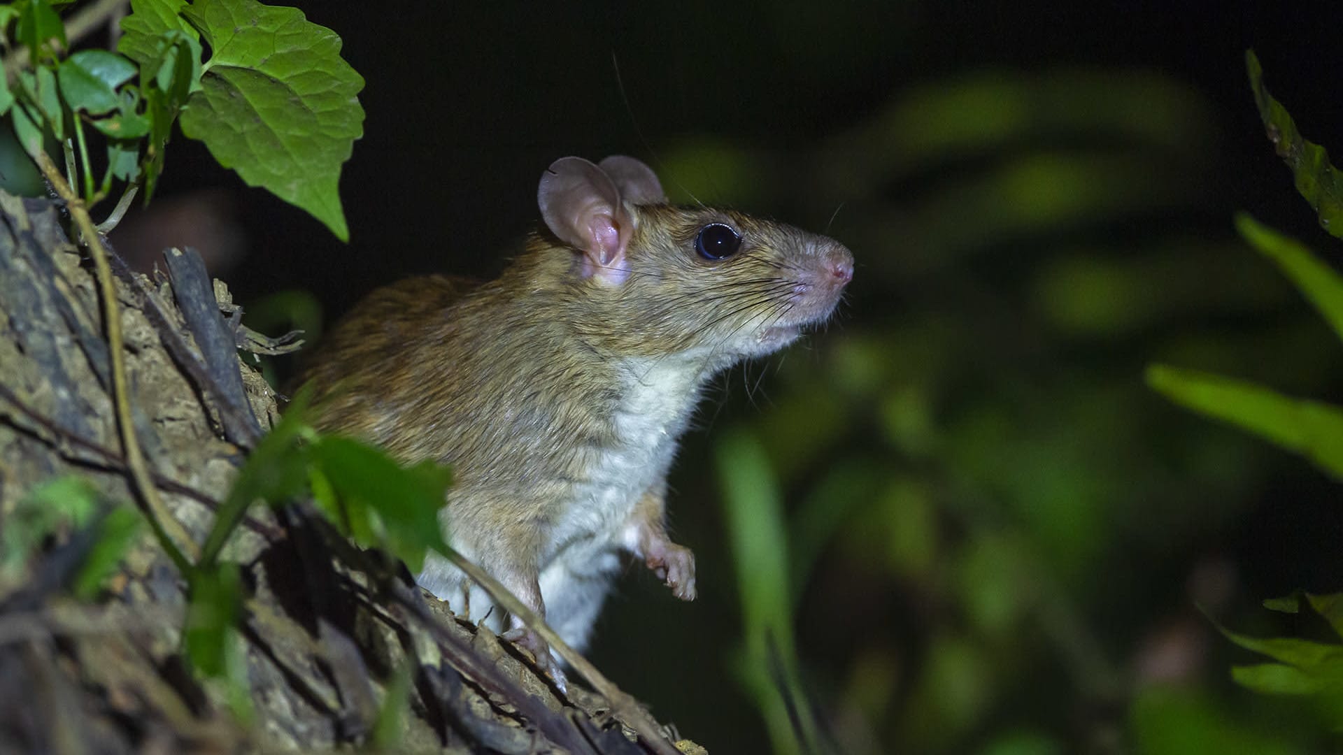 Rodent