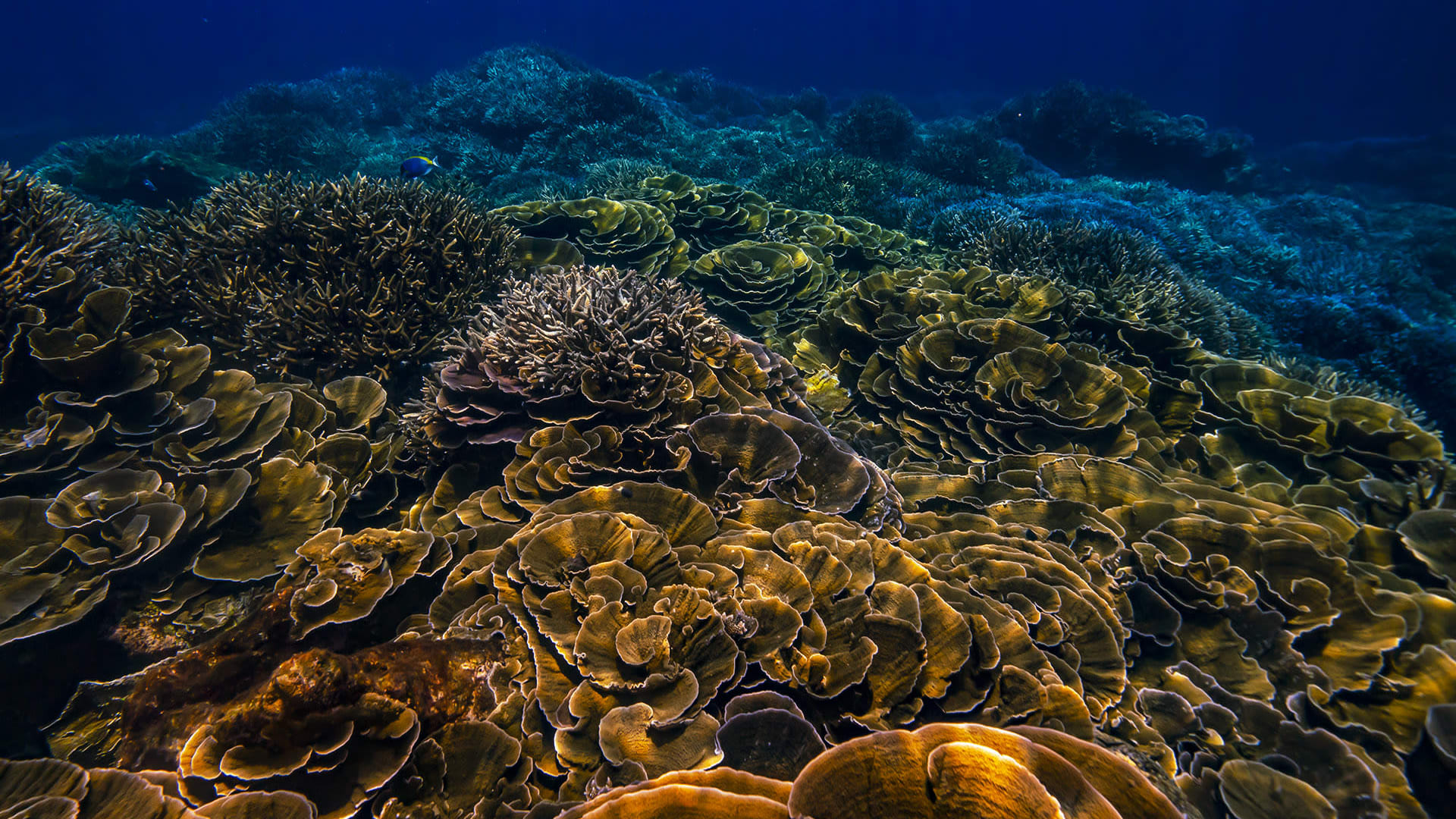 The Unseen World of Corals