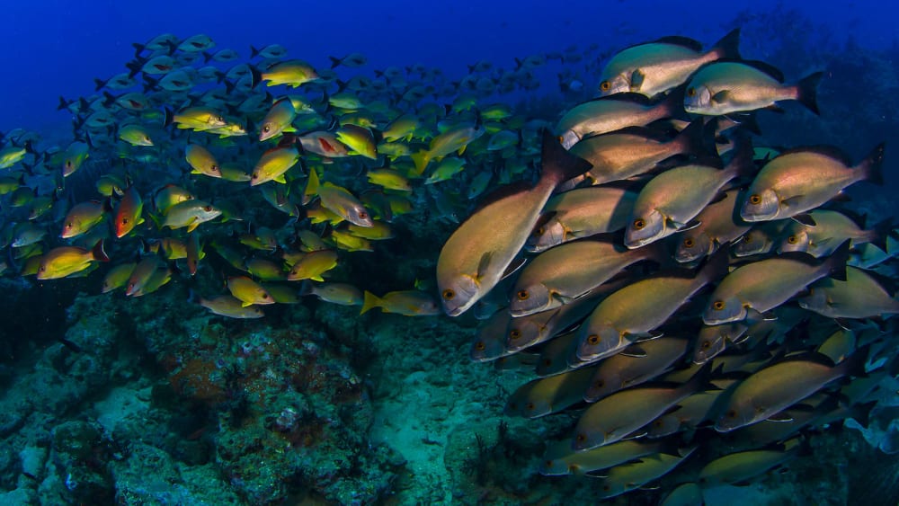 Why Do Fish Shoal?