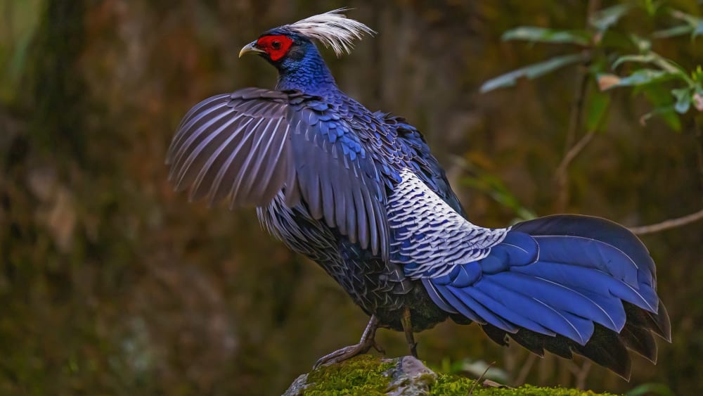 Four Fantastic Pheasants of Uttarakhand