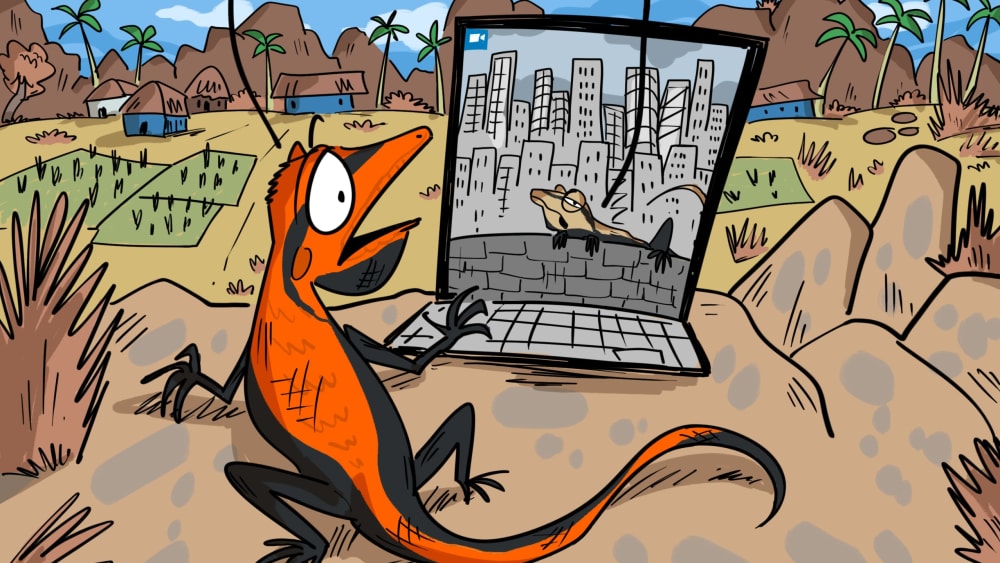 The Rock Agama is Stressed in the City