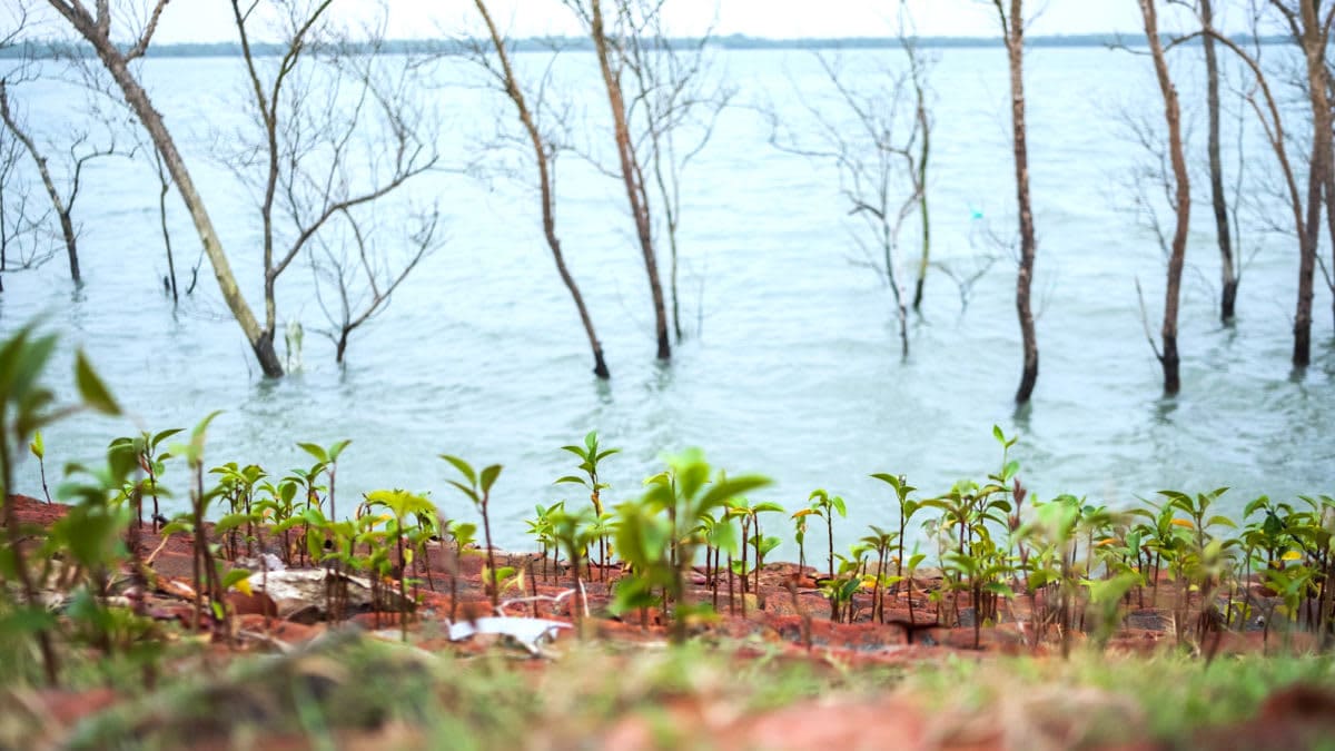 Safeguarding Mangrove Plantations in the Sundarbans