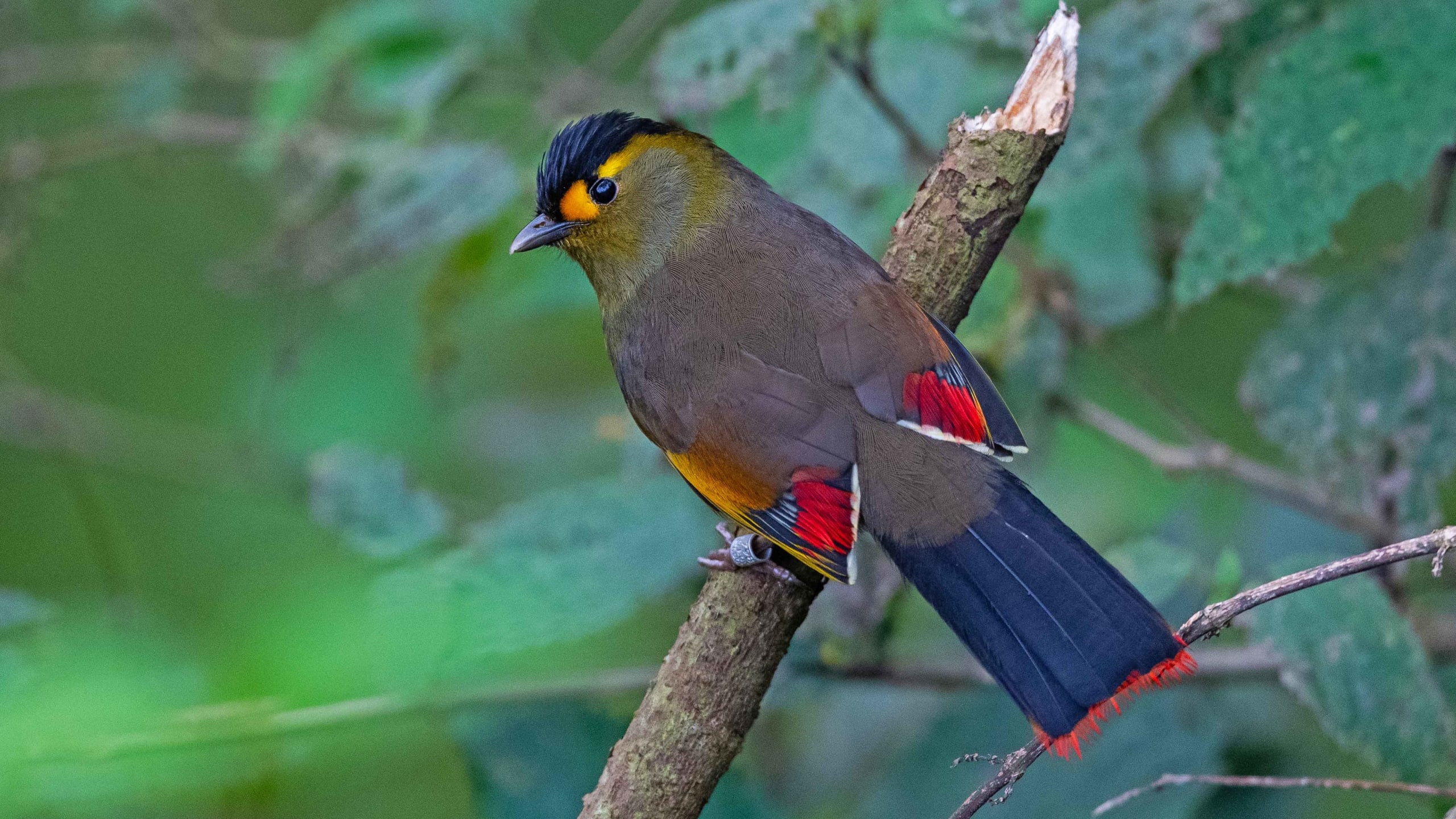 Bugun Liocichla: A Quest to See this Rare Gem of the Northeast
