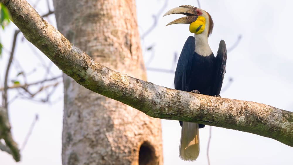 Wreathed Hornbills in Pakke Tiger Reserve, Arunachal Pradesh