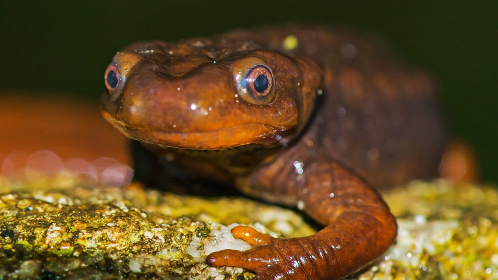 Himalayan Crocodile Salamander: An Enigmatic Newt from the Mountains