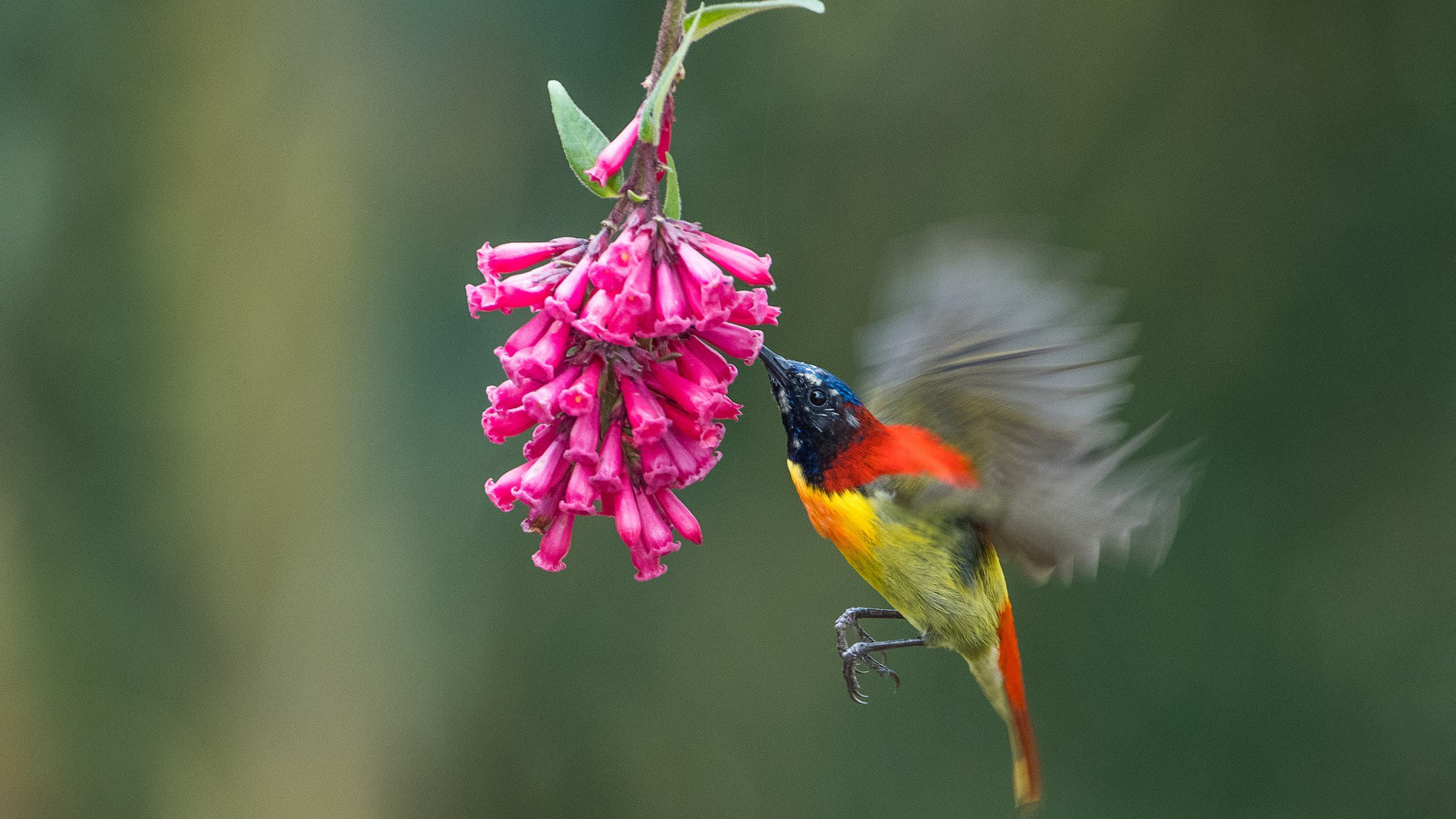 Bird Pollinators — Love in the Time of Ornithophily