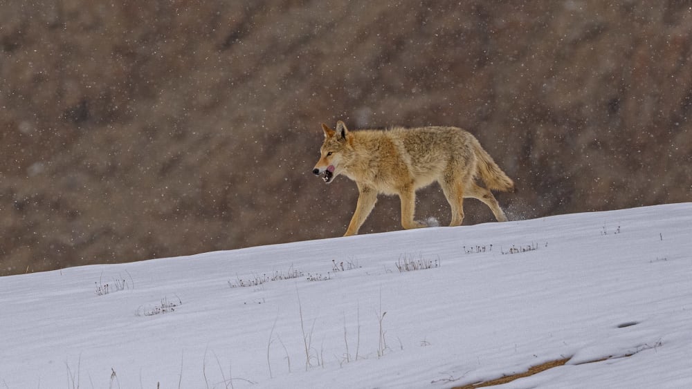 Cold Mountain: Wild Sightings on High Passes