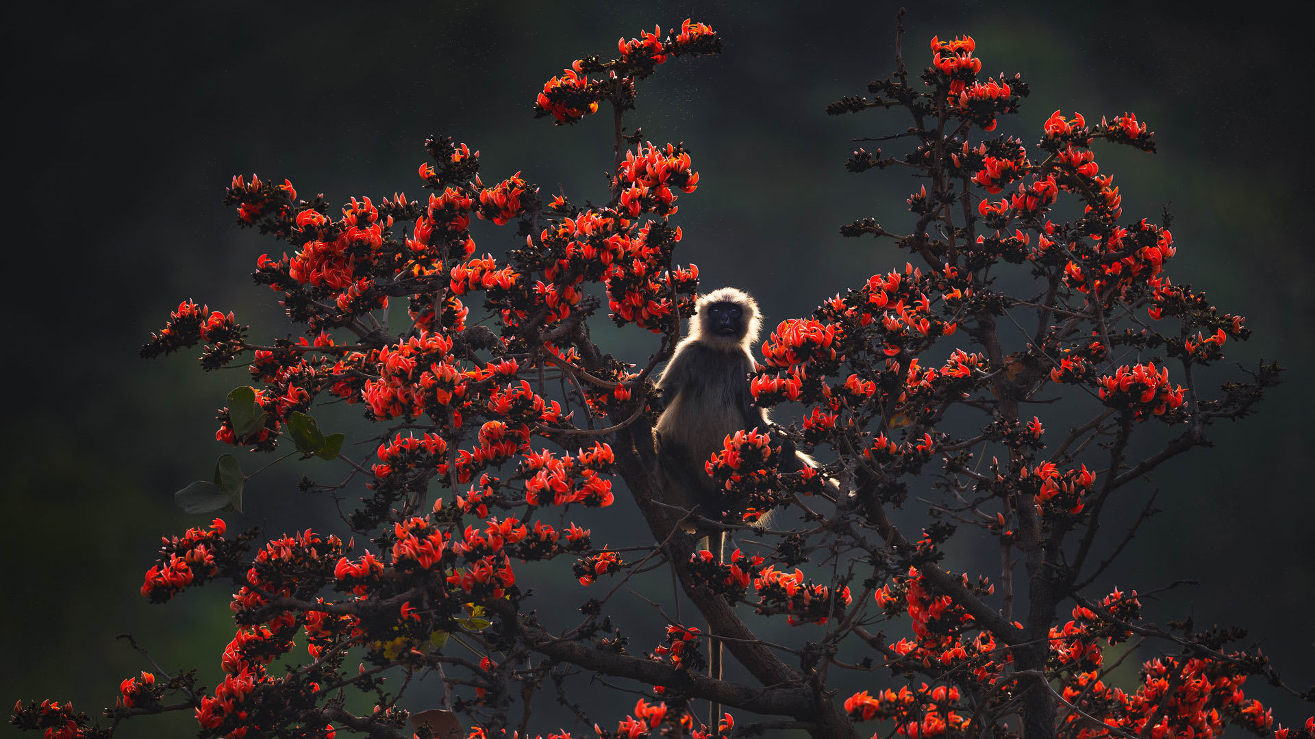 Palash