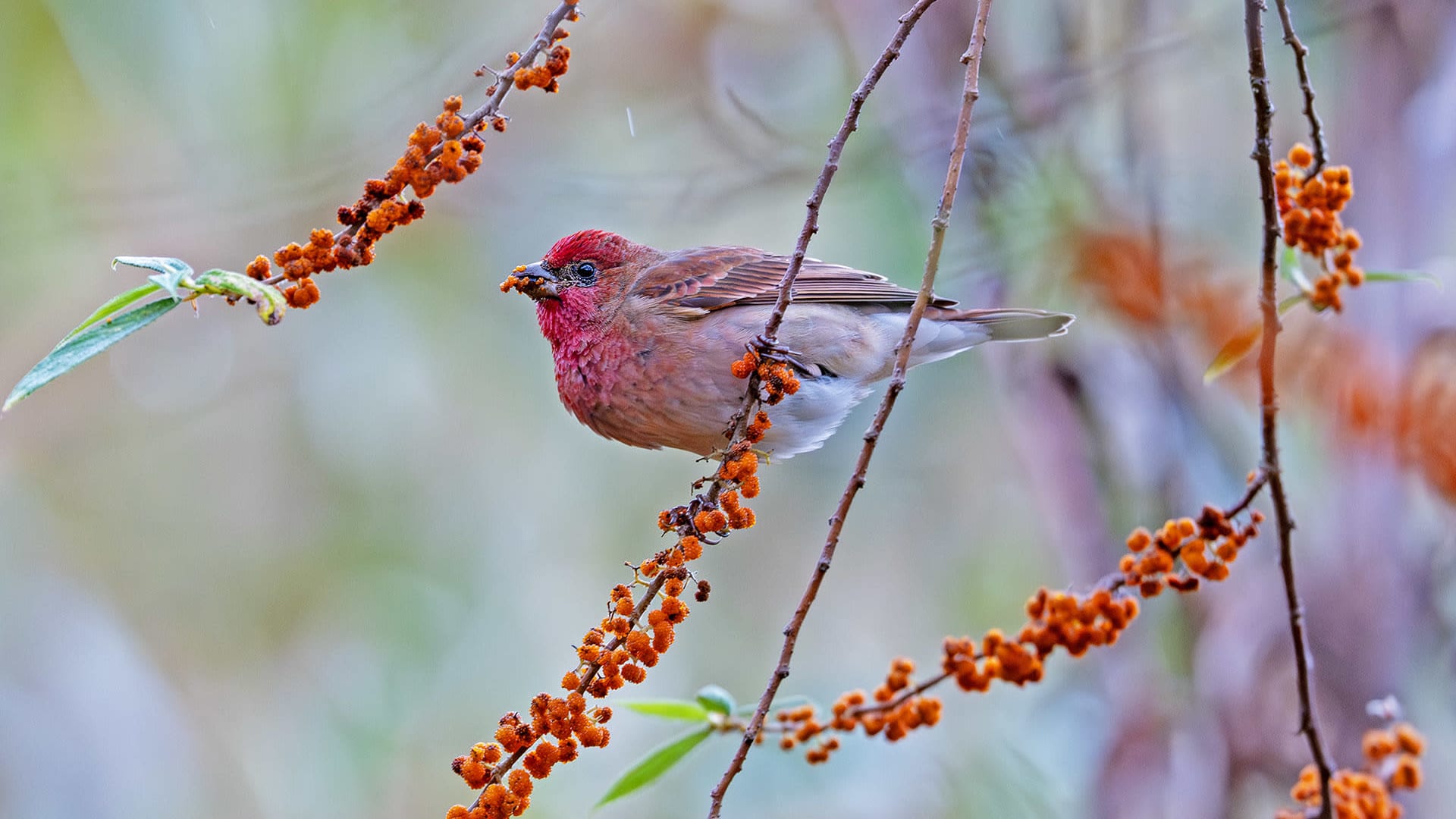 Springtime in Nagaland: Feast for Wildlife and Nature Lovers Alike