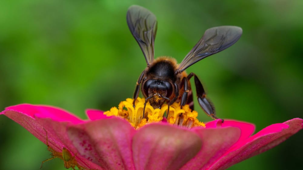 Wild and Free: Where the Rock Bees Roam