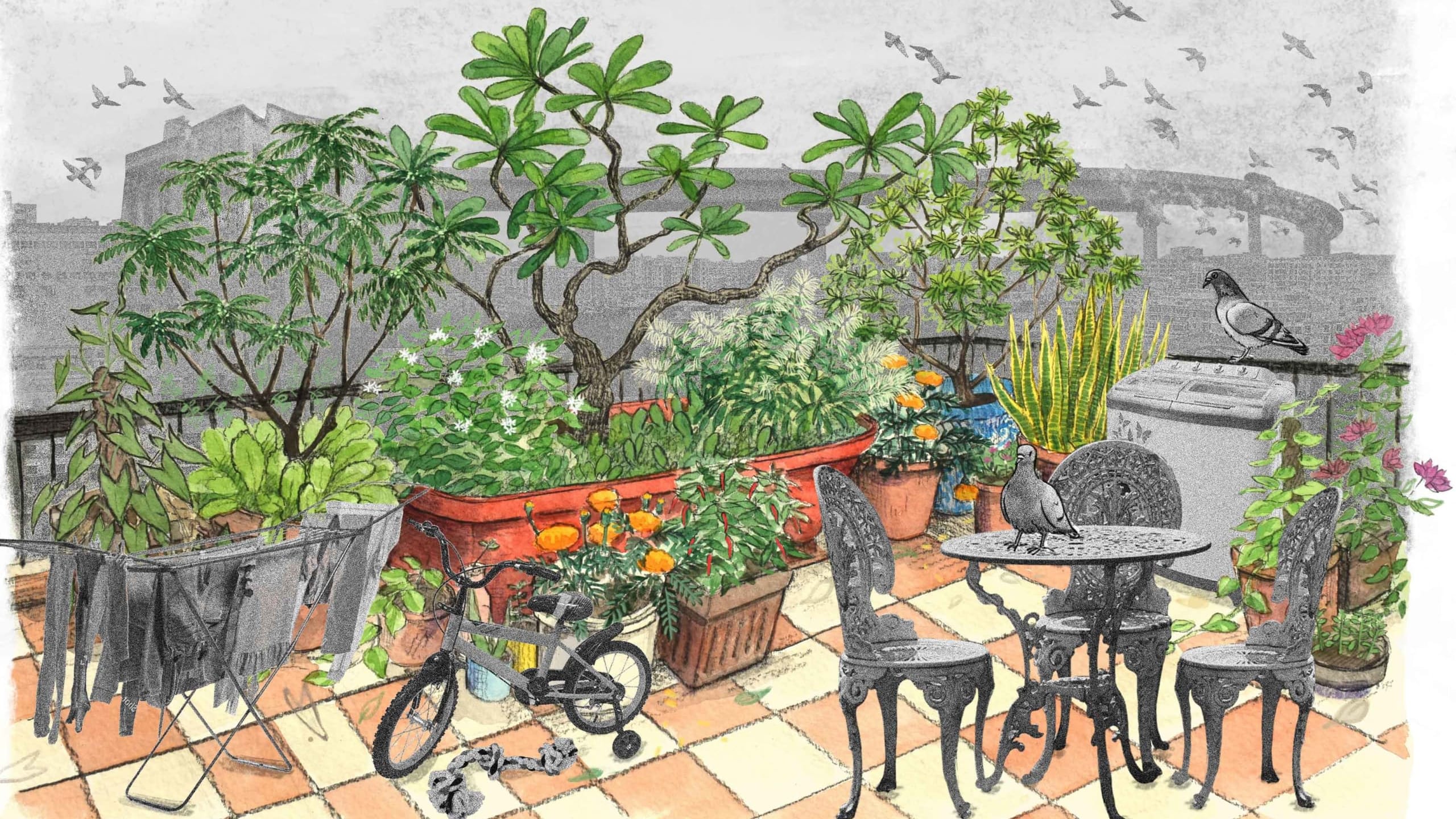 How Our Delhi Terrace Became a Stage for Nature's Drama