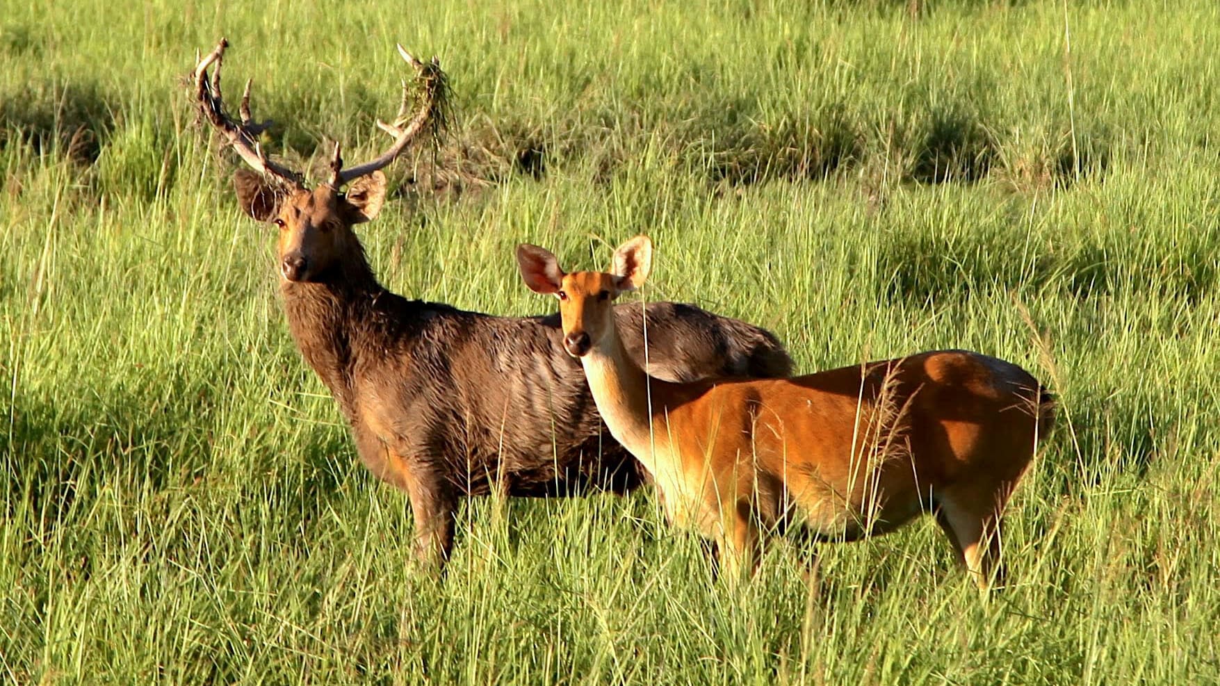 Securing the Future of the Eastern Swamp Deer in Assam