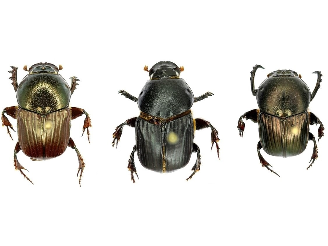 Dung Beetles Key to Unravelling Climate Change?