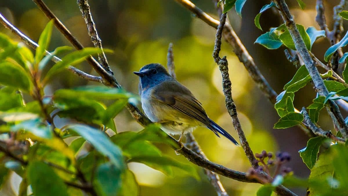 Elevational Movements of Himalayan Birds Lend Clues to Improve Conservation Efforts
