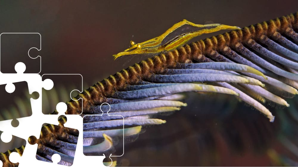 Wildlife Puzzle: Shrimp