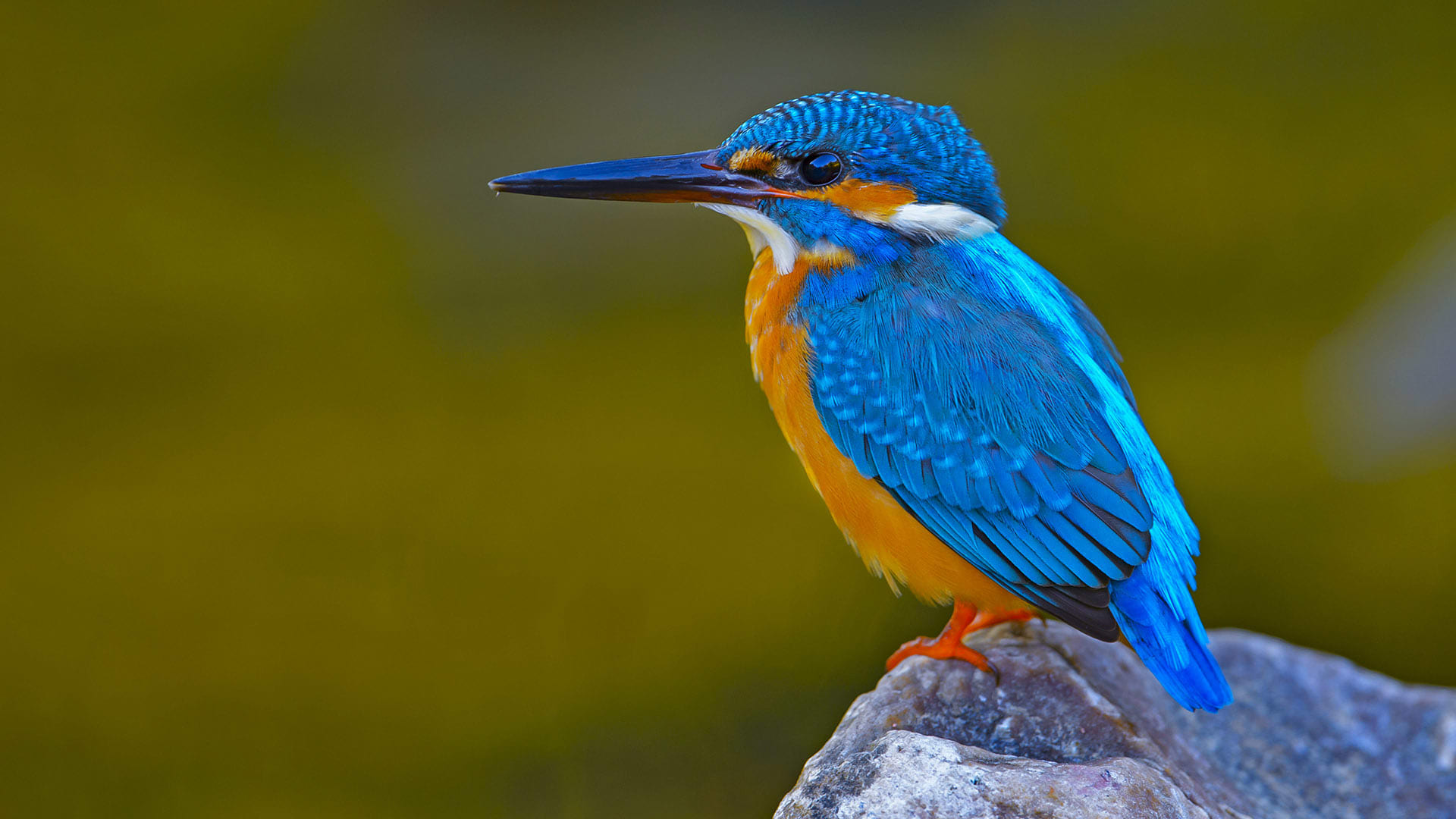 Common kingfisher