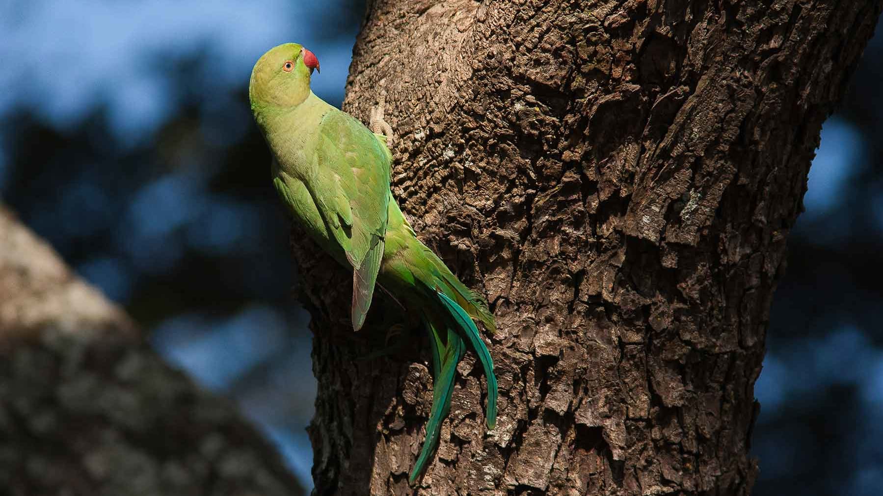 Rose-ringed Parakeet
