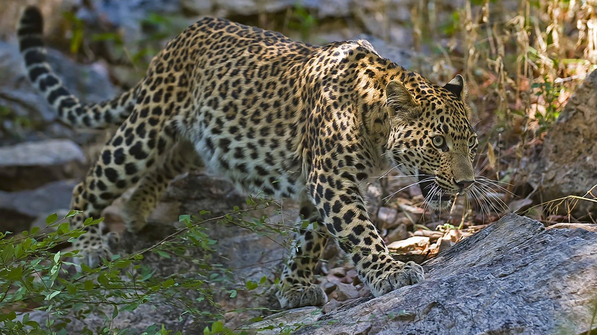 Leopards in Udaipur: Struggle of a Predator