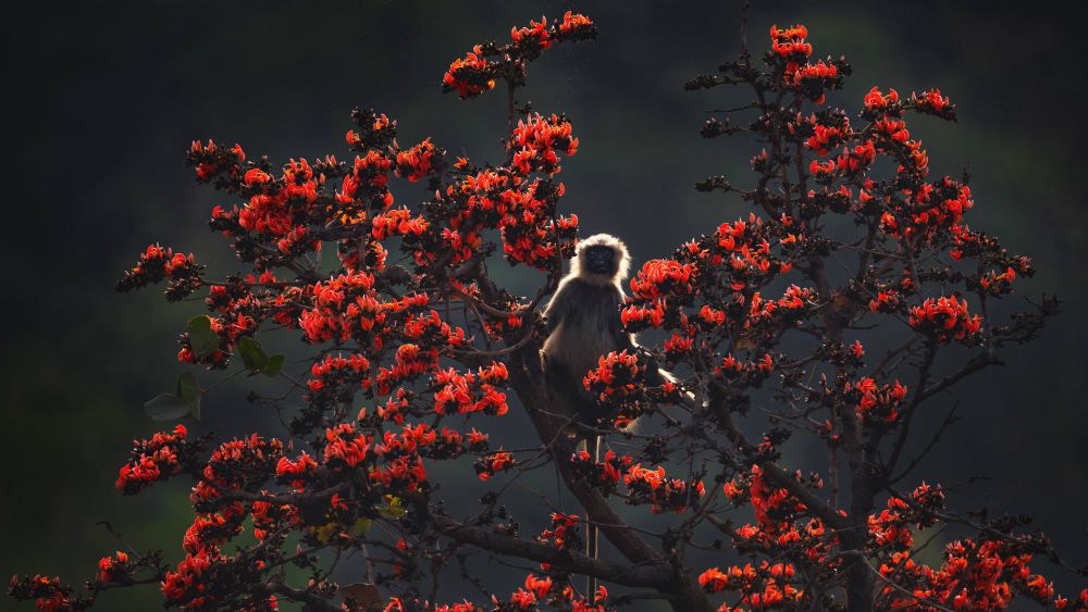 Palash: An Account of the Flame of the Forest