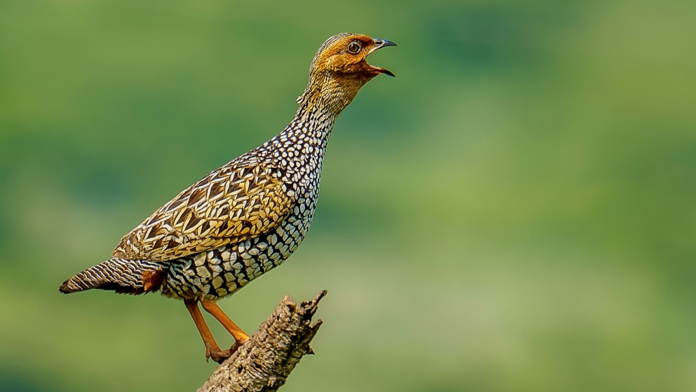 ​Seasonal Surge: Birds of the Monsoon