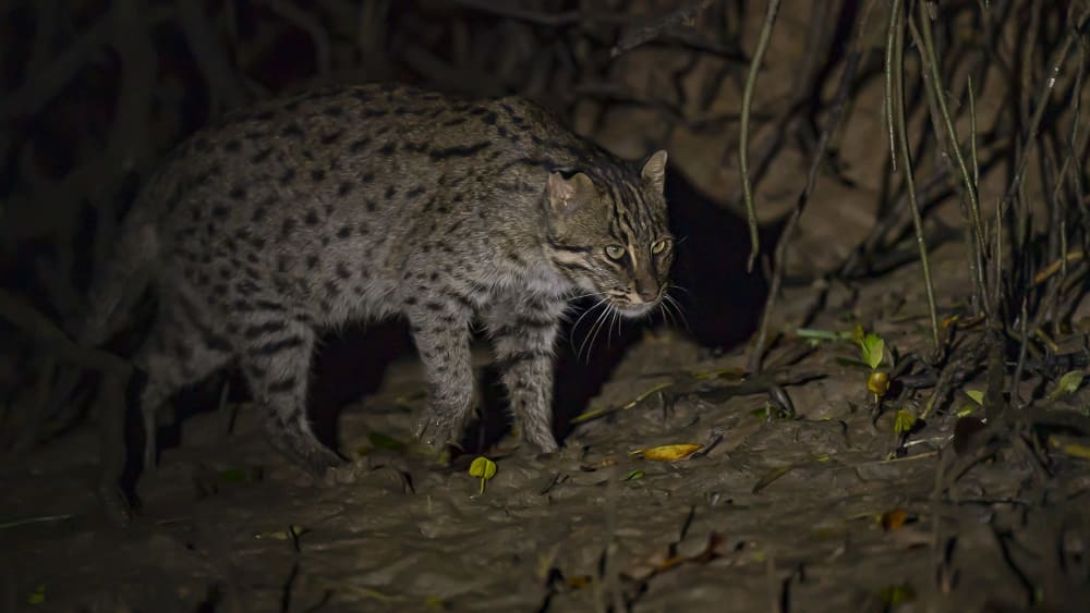 Fishing Cat Population Booming in Chilika