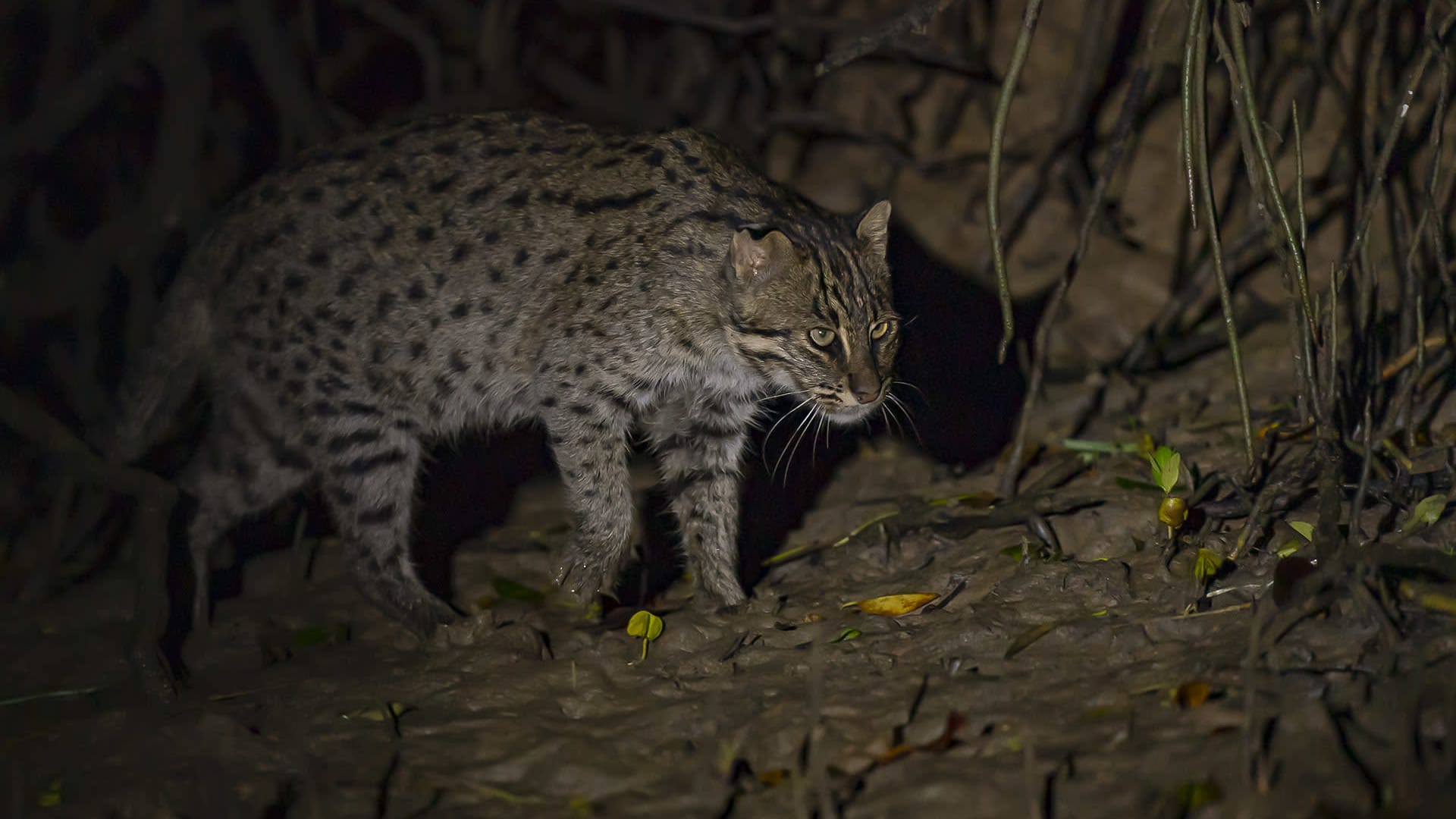 Fishing cat