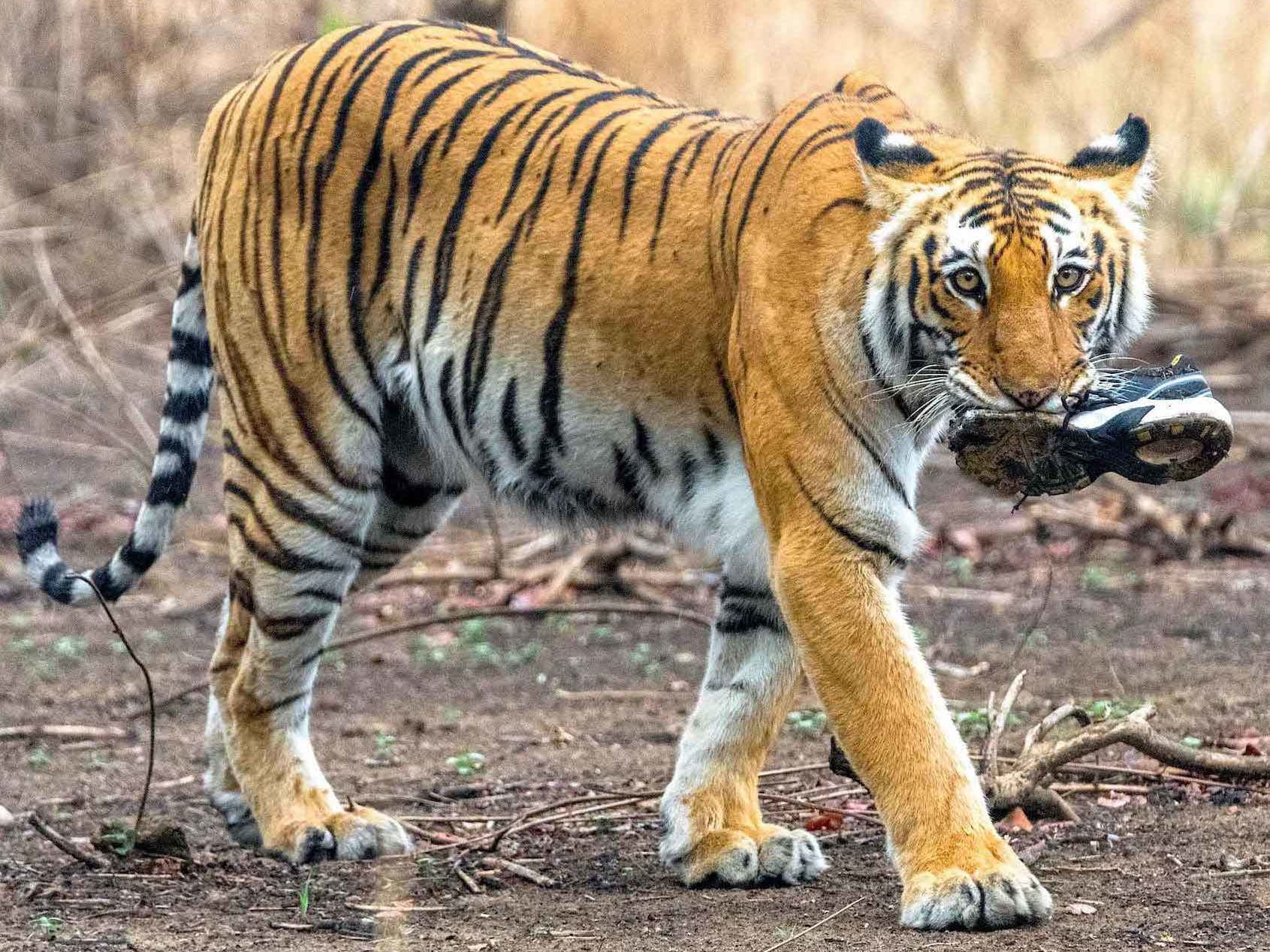 A Bengal tiger in Corbett