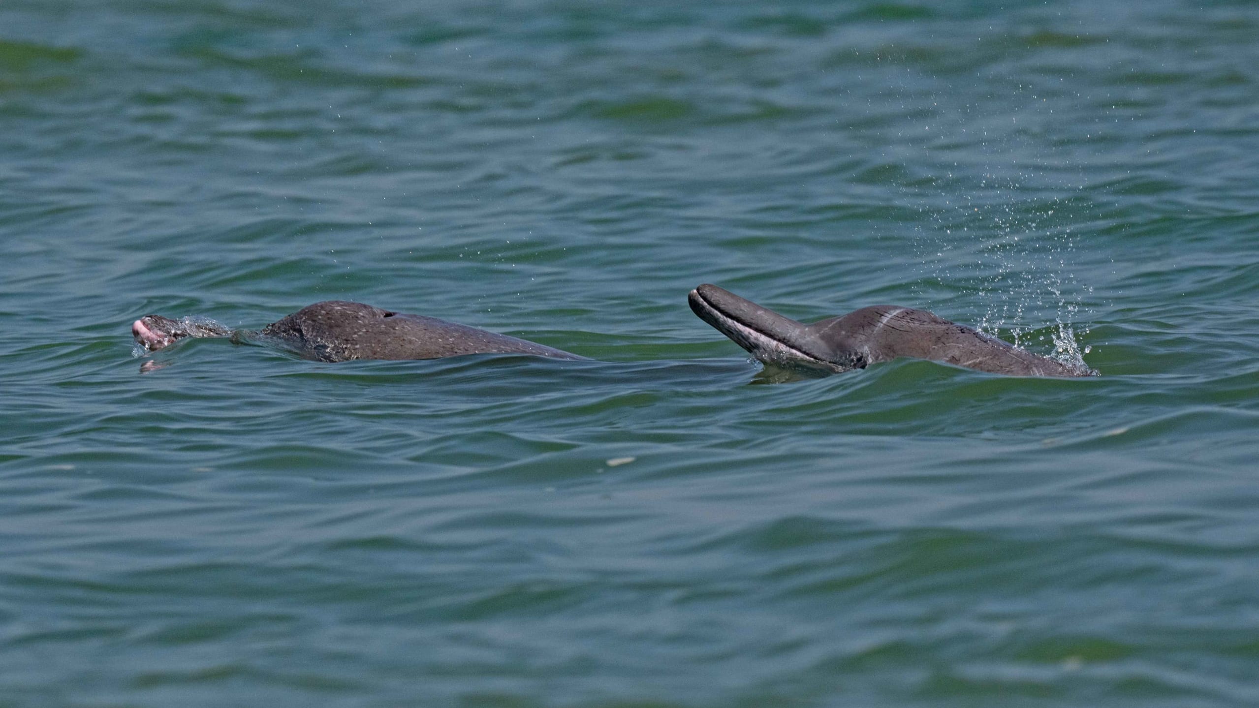 Humpback Dolphins: Sharing Coastal Spaces with Humans in Vembanad