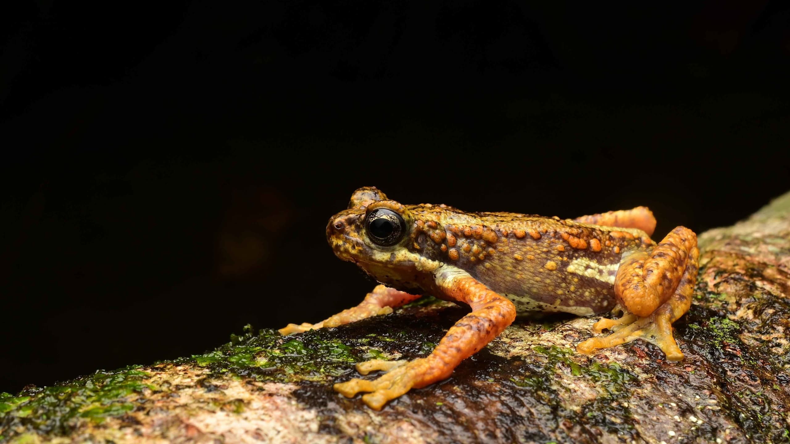 Malabar tree toad