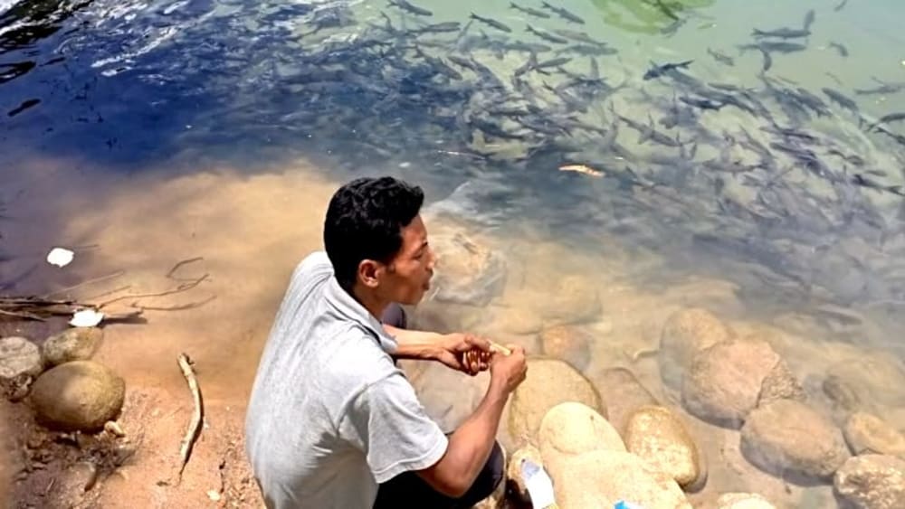 Community Efforts Guide Mahseer Protection in Meghalaya
