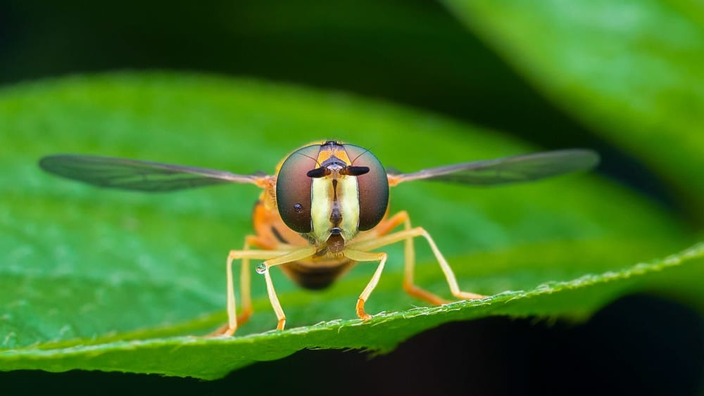 Cloaked in Stripes and Secrets: The Mysterious and Misunderstood Life of Hoverflies