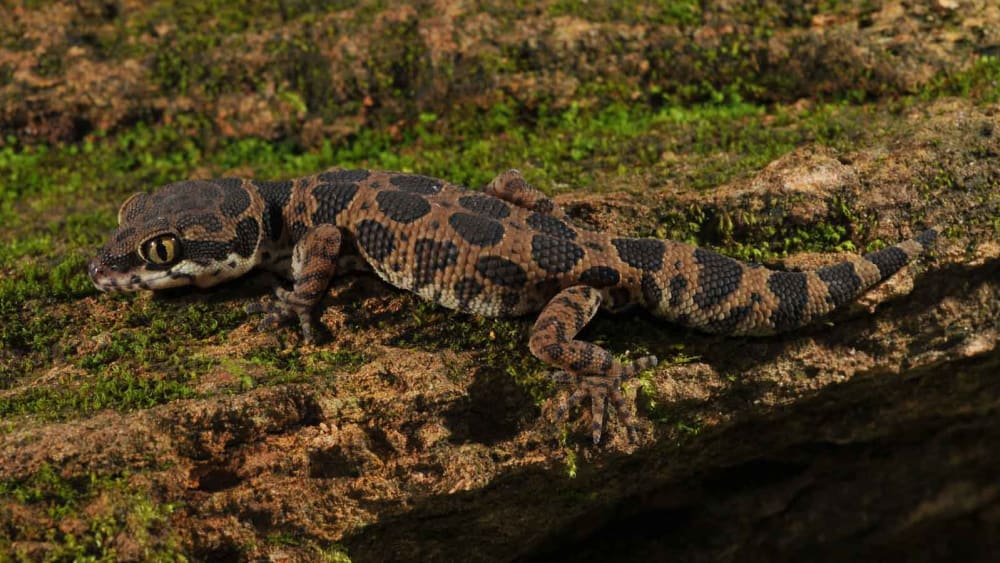 Jeypore Ground Gecko: Hidden in the Mountains