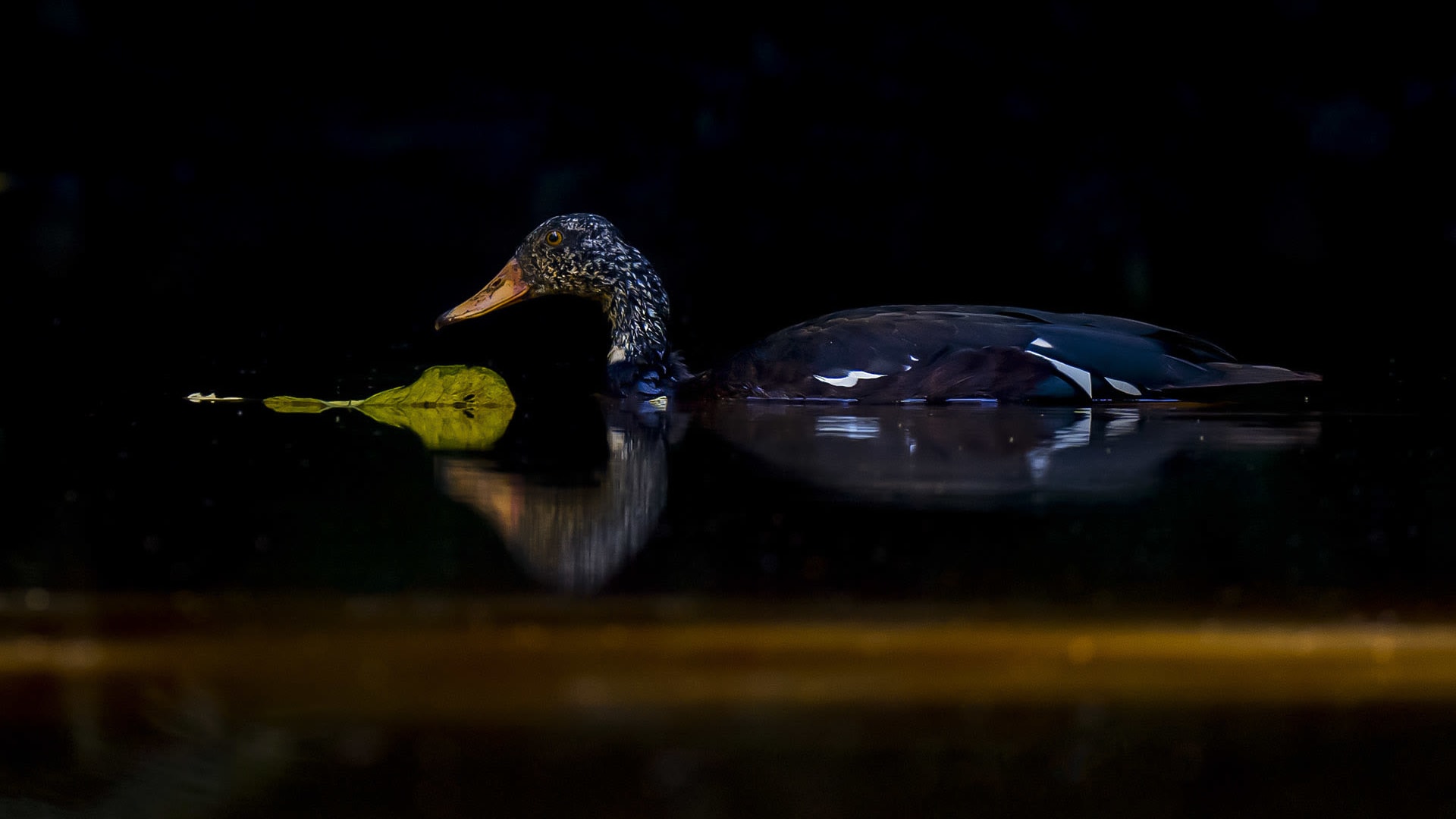 White-winged Wood Duck