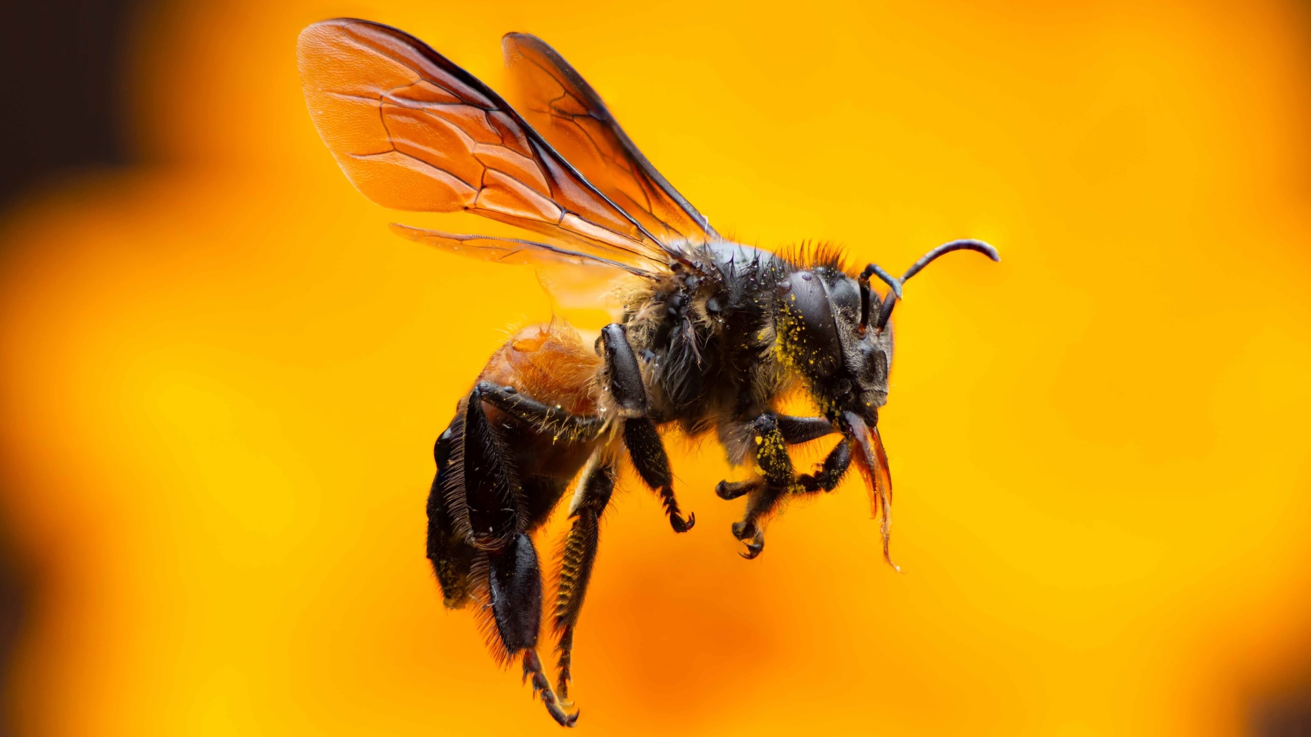 Rock bee
