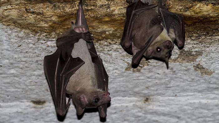 No Room for Bats