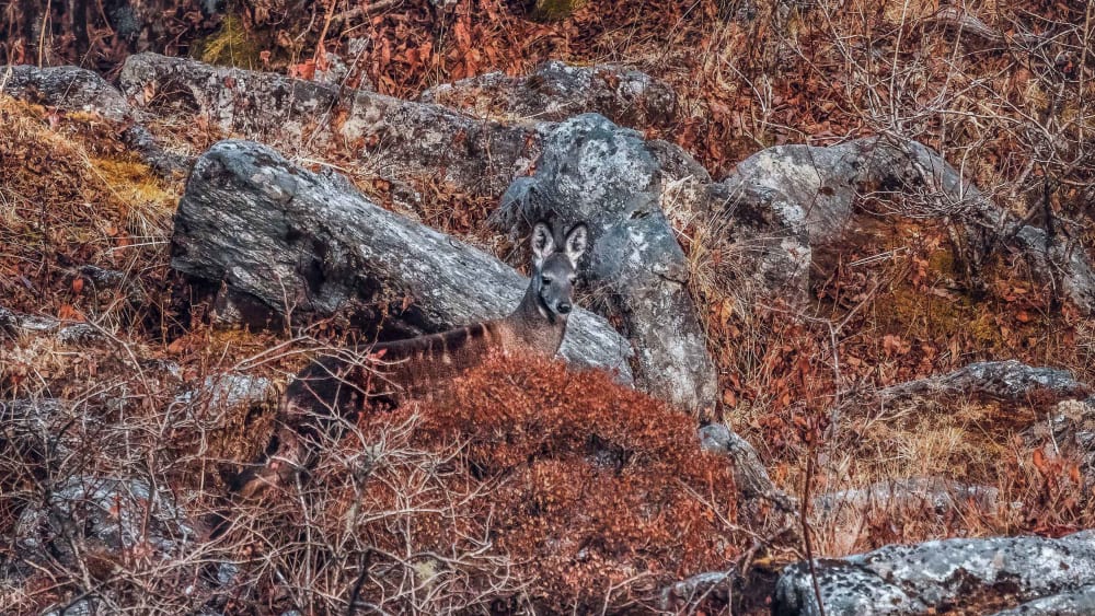 In the Shadow of the Clouds: The Fragile Paradise of Pangolakha Wildlife Sanctuary