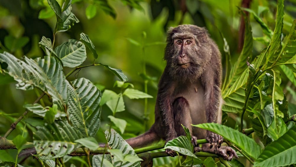 Struggle for the Land: Nicobar Long-tailed Macaques in a Bind