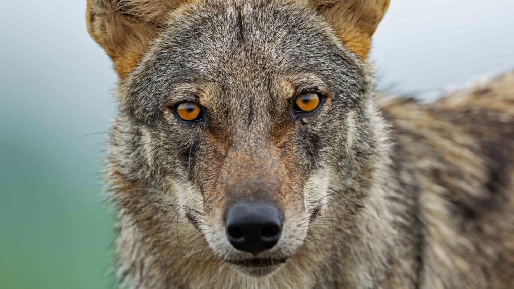 The Indian Grey Wolf and Valley of Coexistence