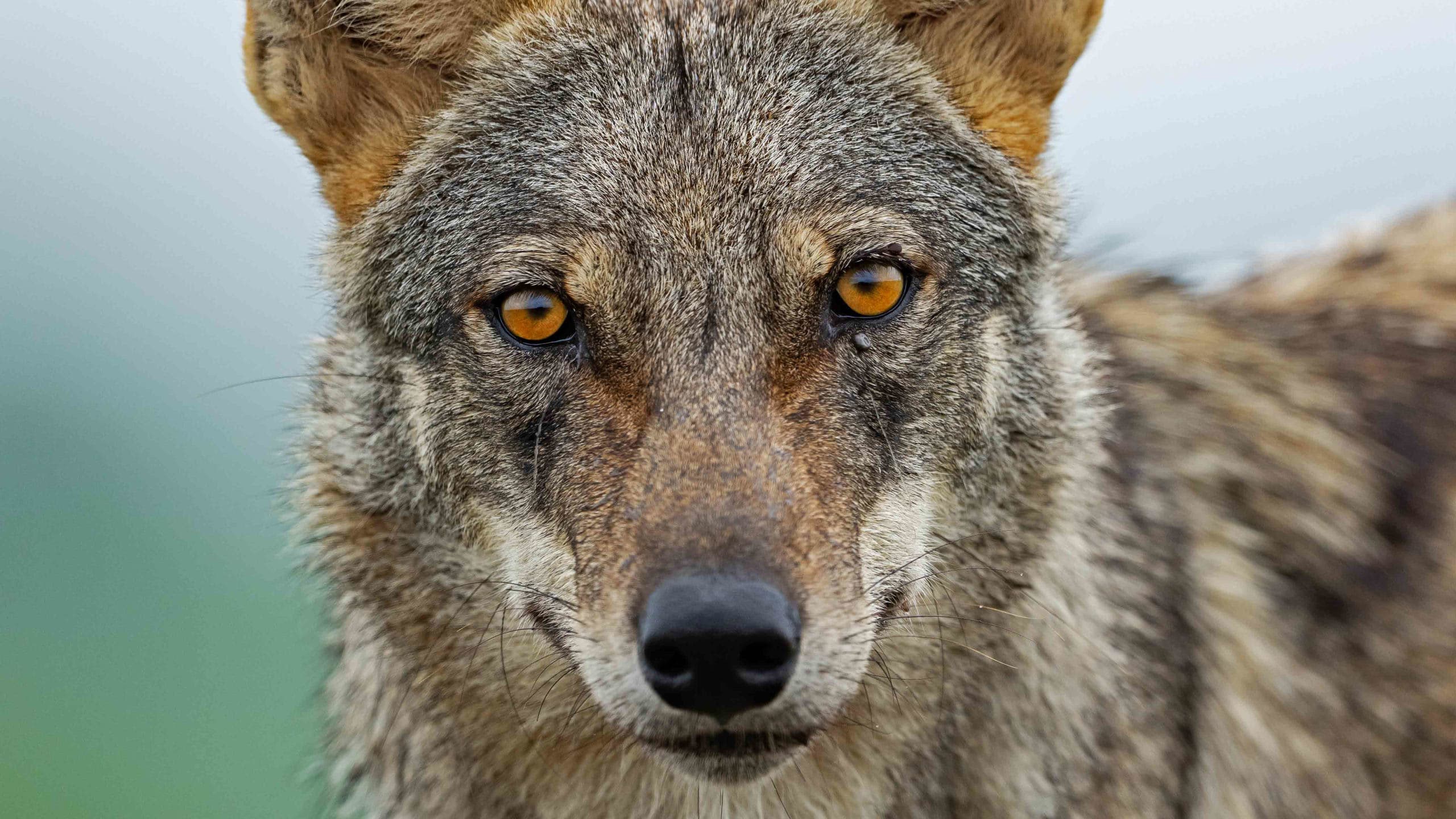 The Indian Grey Wolf and Valley of Coexistence