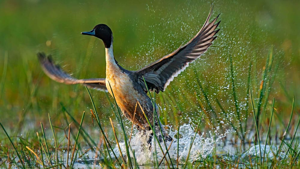 From Poachers to Protectors in Birding Hotspot Mangalajodi