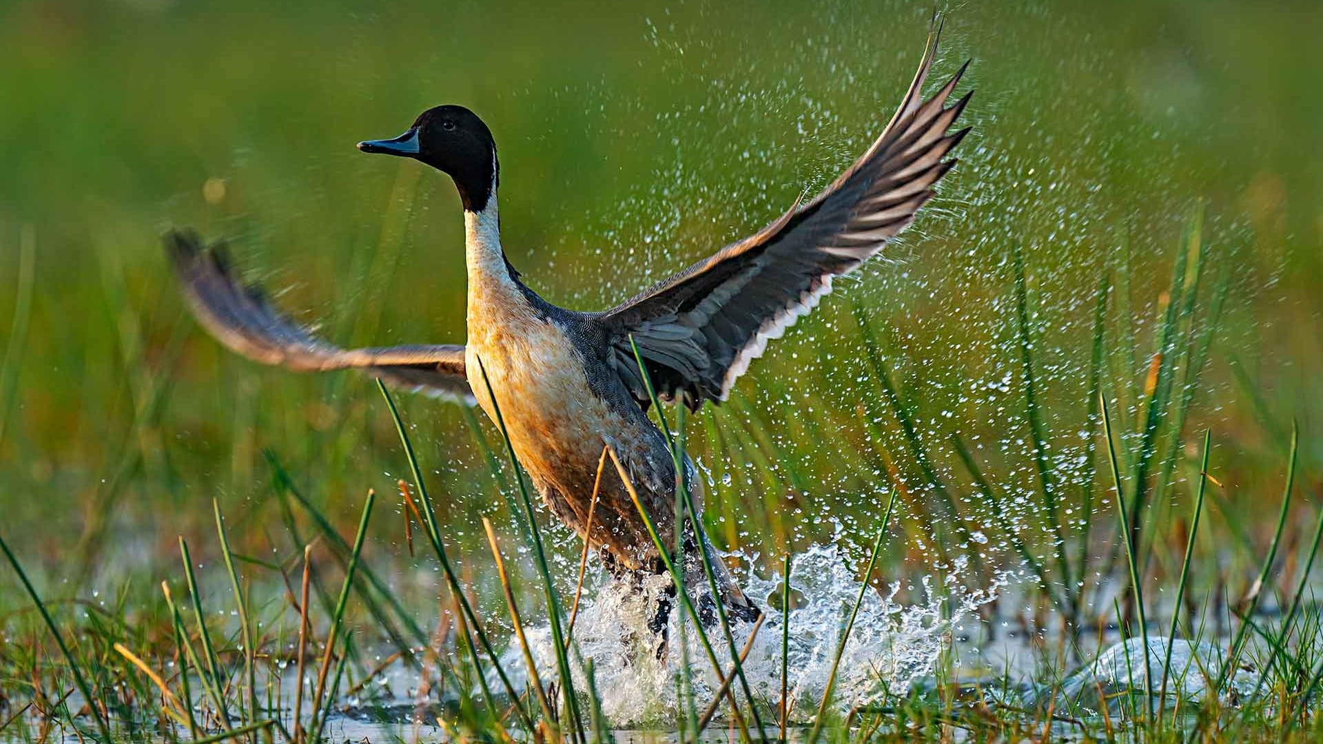 Northern pintail 