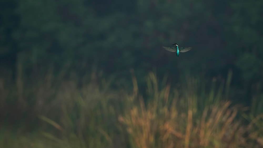 Quiz: Kingfishers