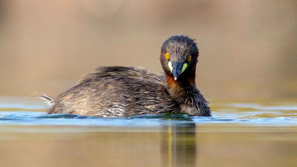 Little Grebe: Little-known Creature of the Wetlands