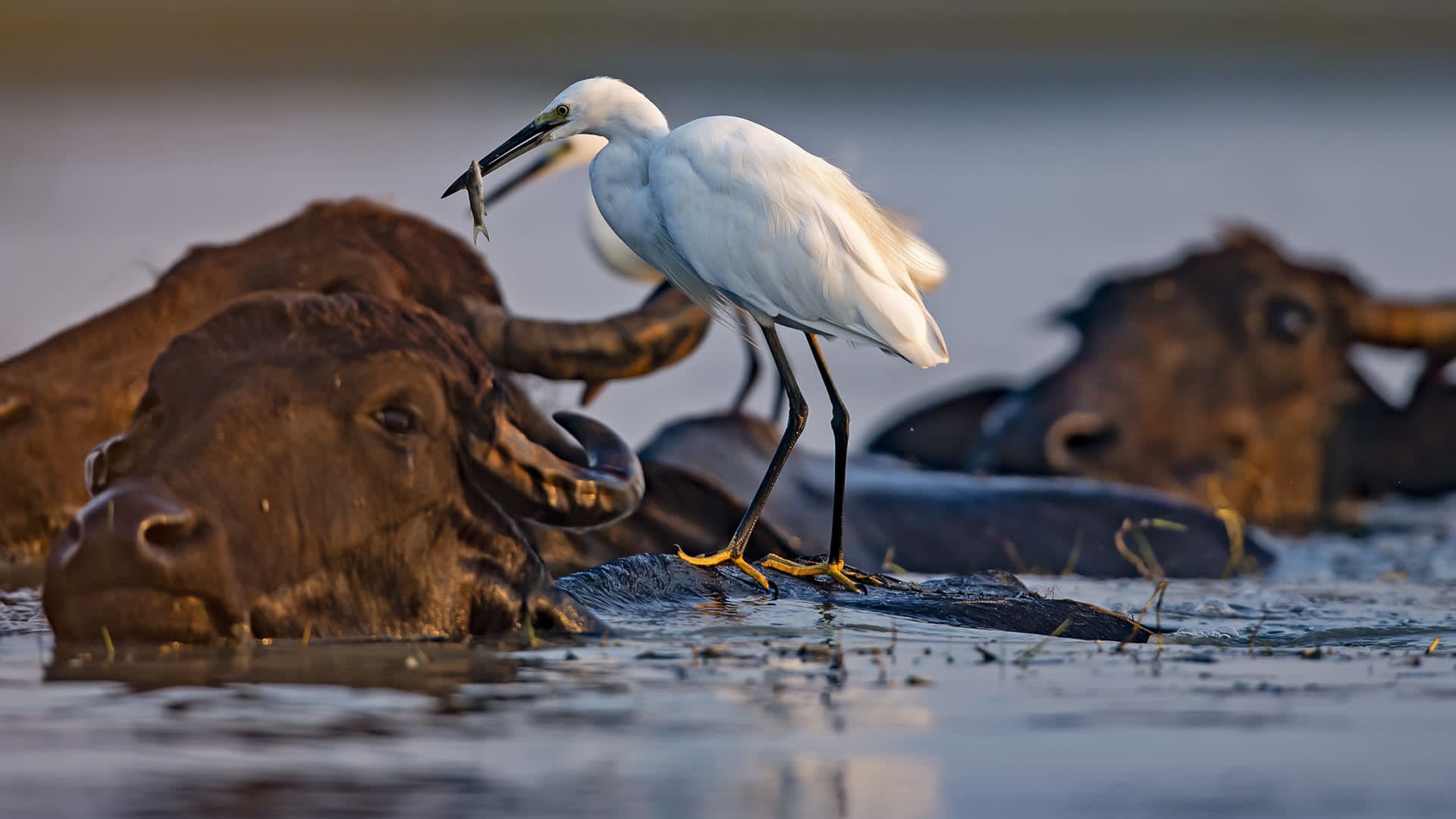 Bird’s the Word in Mangalajodi
