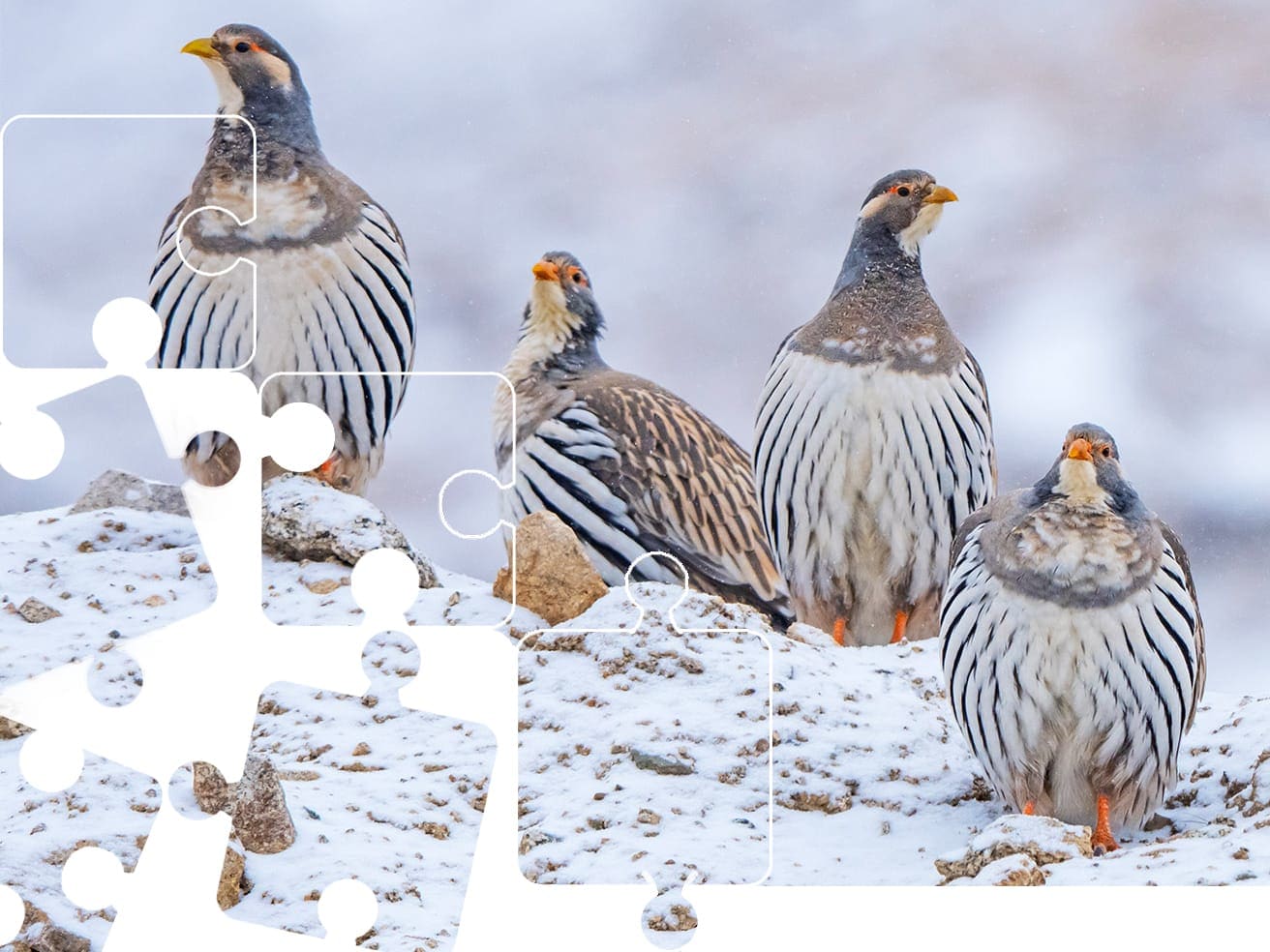Snowcocks