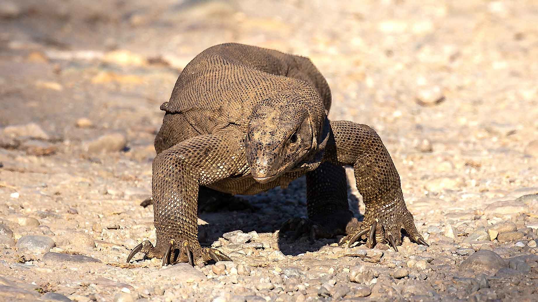 Bengal monitor