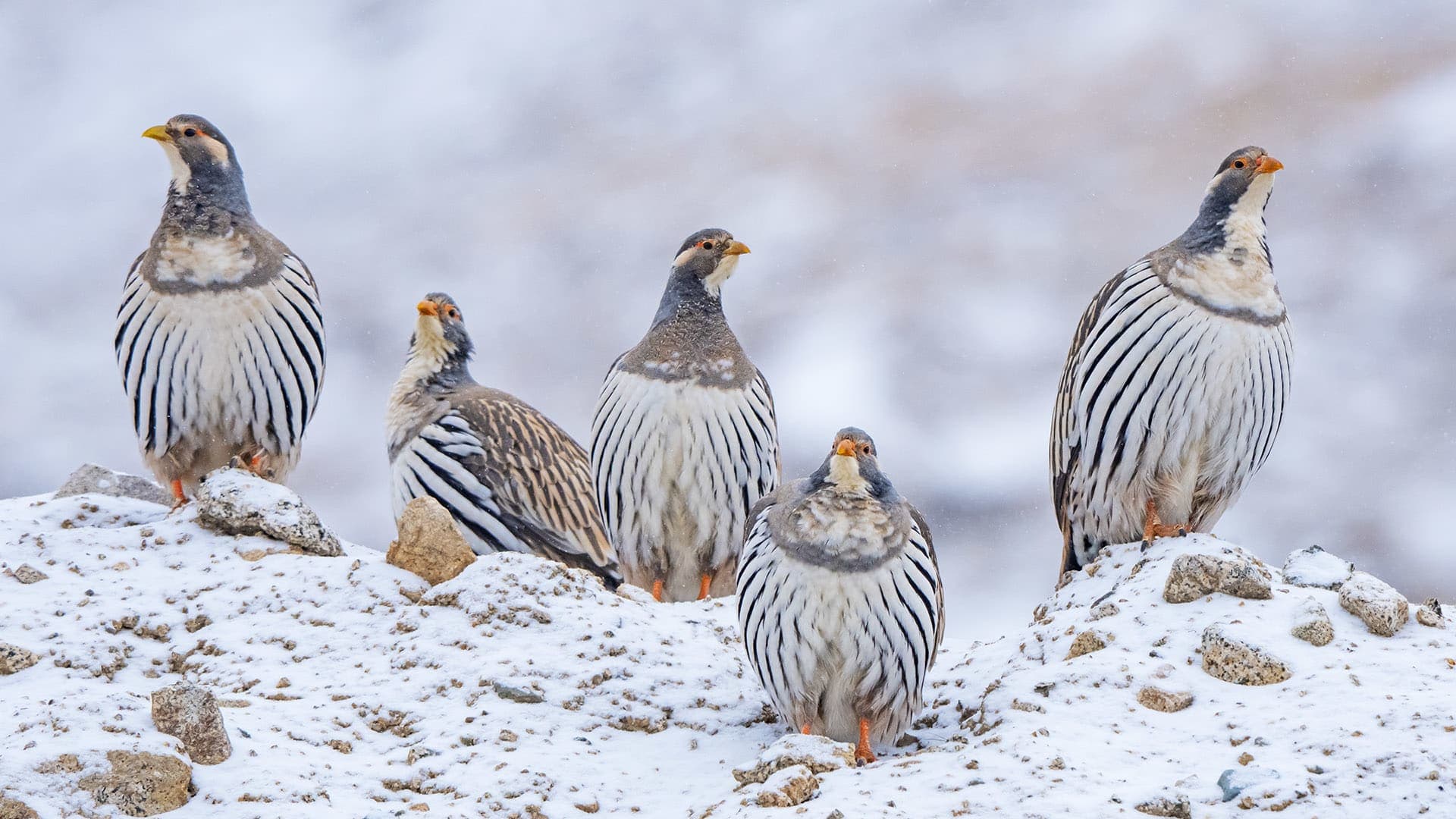 Snowcocks