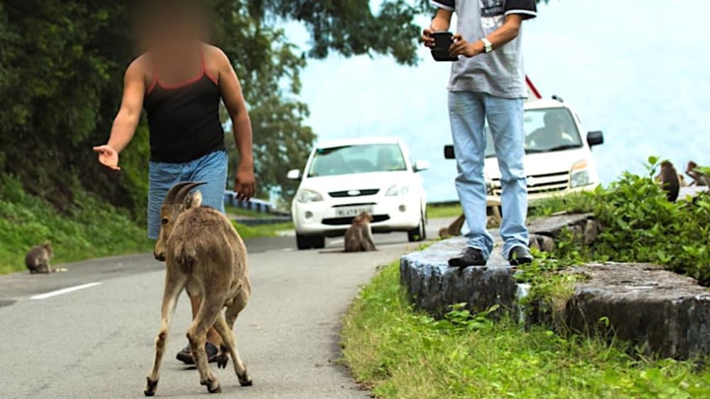 An Appeal to Tourists: Stop Feeding the Nilgiri Tahr