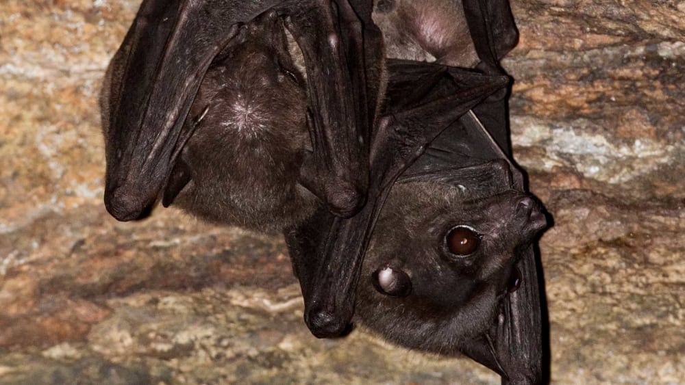 Salim Ali’s Fruit Bat: The Quiet Unseen